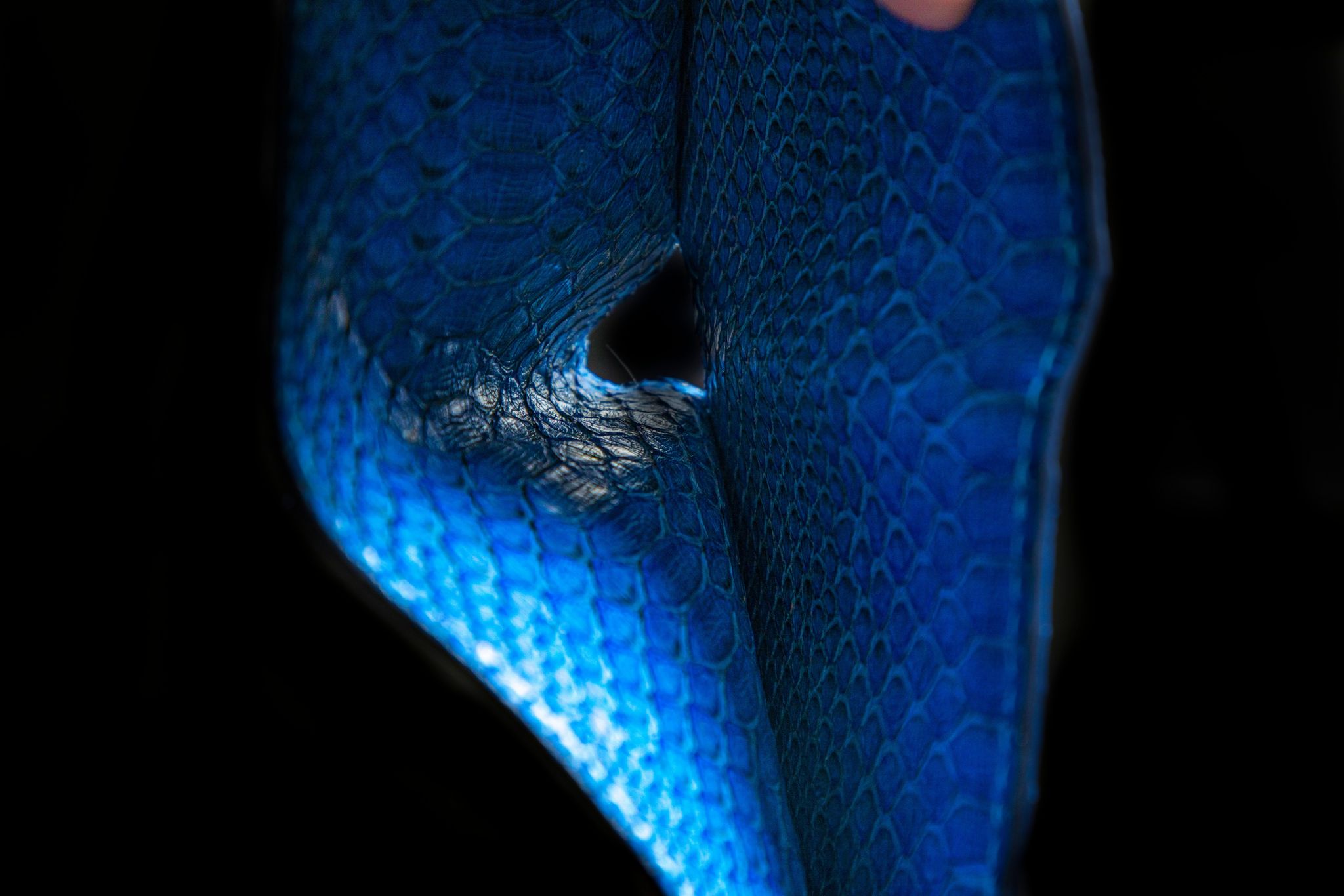 BLUE PYTHON LEATHER WALLET